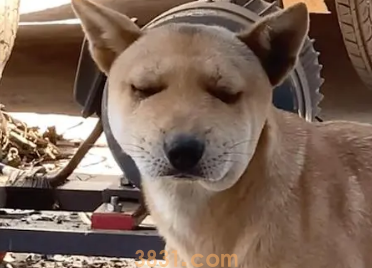 狗狗偷吃蜂蜜被蛰了怎么办?(图2)