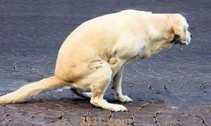 出生十天的狗狗不拉屎怎么办?(图1)