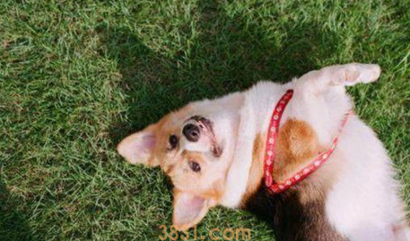 出生十天的狗狗不拉屎怎么办?(图2)