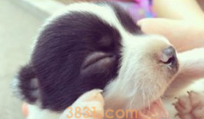 刚出生的小狗不会吃奶怎么办?(图1)