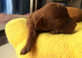 刚出生的小狗不会吃奶怎么办?(图2)