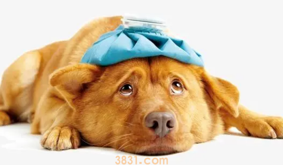 狗狗睾丸发炎化脓怎么办啊?(图2)