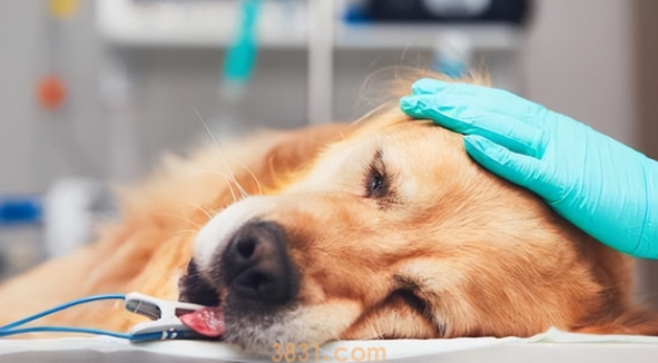 狗狗睾丸发炎化脓怎么办啊?(图1)