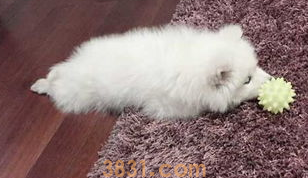 翻肠子是怎么回事?狗翻肠子怎么办?(图1)