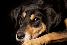 翻肠子是怎么回事?狗翻肠子怎么办?(图2)