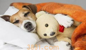 狗的正常体温是多少?42度怎么办?(图1)