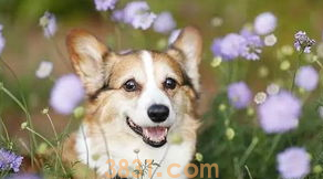 狗的正常体温是多少?42度怎么办?(图2)