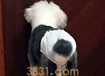 狗狗来月经不喜欢穿生理裤怎么办?(图1)