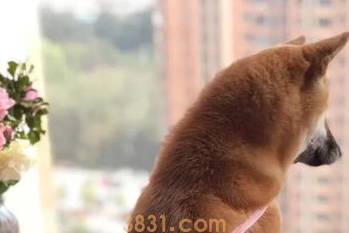 狗狗来月经不喜欢穿生理裤怎么办?(图2)