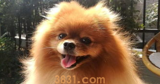 狗感冒不吃不喝没精神怎么办?(图1)