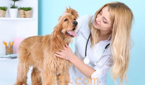 狗感冒不吃不喝没精神怎么办?(图2)