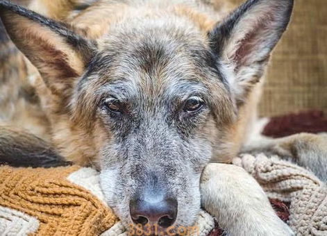 狗被打的大小便失禁怎么办?(图1)