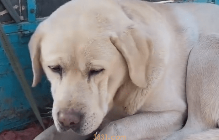 狗被打的大小便失禁怎么办?(图2)