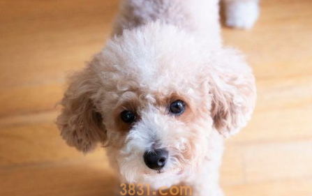 狗能吃提子吗?狗吃了提子怎么办?(图1)