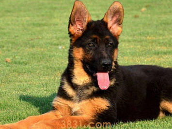 狗能吃提子吗?狗吃了提子怎么办?(图2)