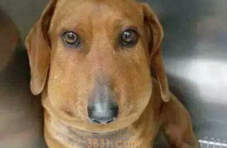 狗狗被蛇咬了肿起来了怎么办啊?(图1)