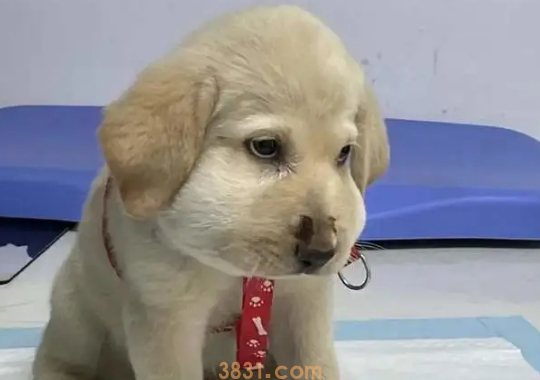 狗狗被蛇咬了肿起来了怎么办啊?(图2)