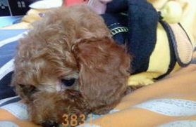 小狗咳嗽像有东西卡住一样怎么办?不妨来看看吧(图1)