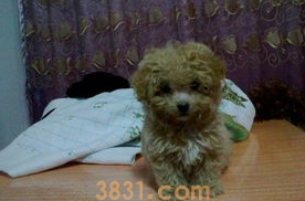 小狗咳嗽像有东西卡住一样怎么办?不妨来看看吧(图2)