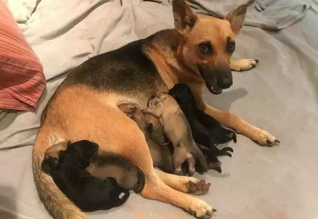 产后母犬的护理要点?主人也要做好充分的了解(图1)