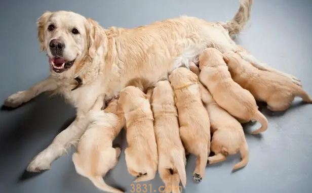 母狗的奶水不足怎么办?狗妈妈没有母乳情况处理(图1)