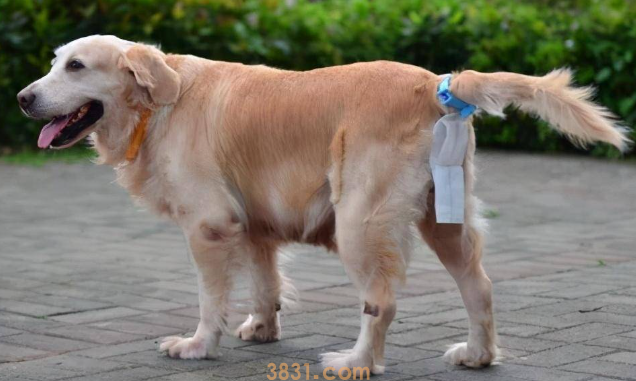 母狗的奶水不足怎么办?狗妈妈没有母乳情况处理(图2)