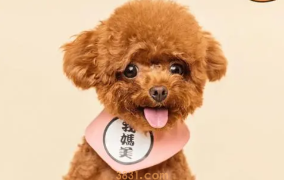 宠物美容起源和对“宠物美容”认识的误区(图2)