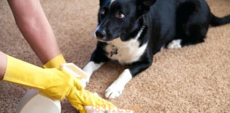 小狗到处乱拉屎拉尿怎么办?小狗到处乱拉屎尿怎么办呢?(图1)