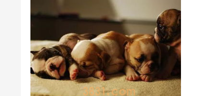 小狗到处乱拉屎拉尿怎么办?小狗到处乱拉屎尿怎么办呢?(图2)