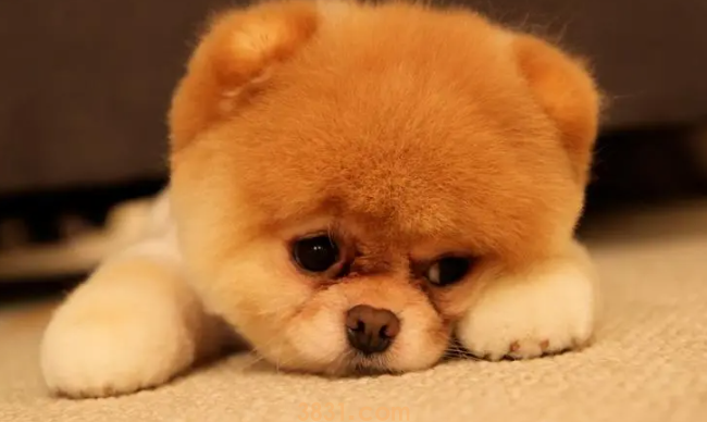 幼犬太臭又不能洗澡怎么办?狗狗几个月开始认主人?(图1)