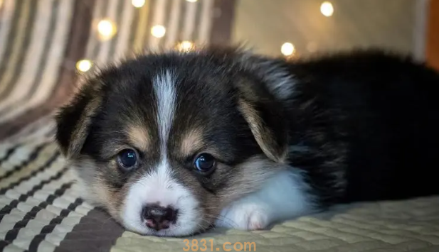 幼犬太臭又不能洗澡怎么办?狗狗几个月开始认主人?(图2)