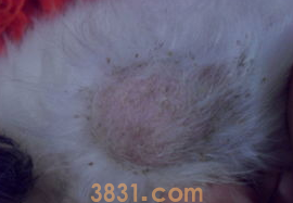 狗狗有皮屑怎么办?用什么药?(图2)