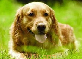 狗狗有皮屑怎么办?用什么药?(图1)