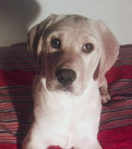 狗狗散步的时候不走怎么办?(图1)