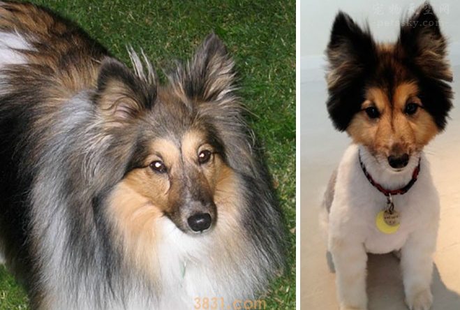 狗狗剃毛前后颜值差距非常大,是一种什么体验?(图1)