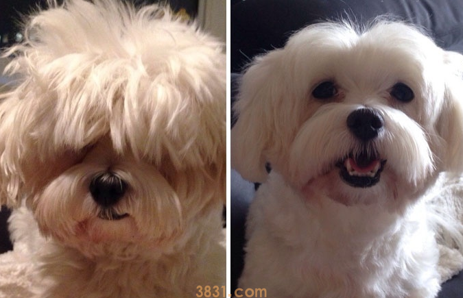 狗狗剃毛前后颜值差距非常大,是一种什么体验?(图2)
