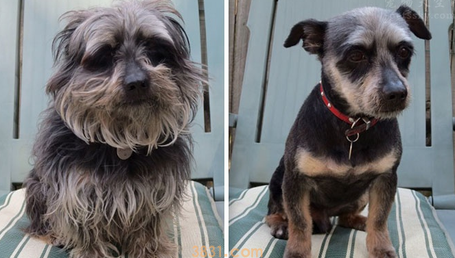 狗狗剃毛前后颜值差距非常大,是一种什么体验?(图3)