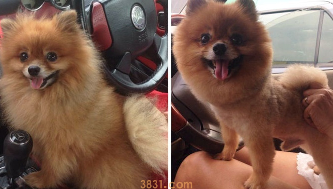 狗狗剃毛前后颜值差距非常大,是一种什么体验?(图4)