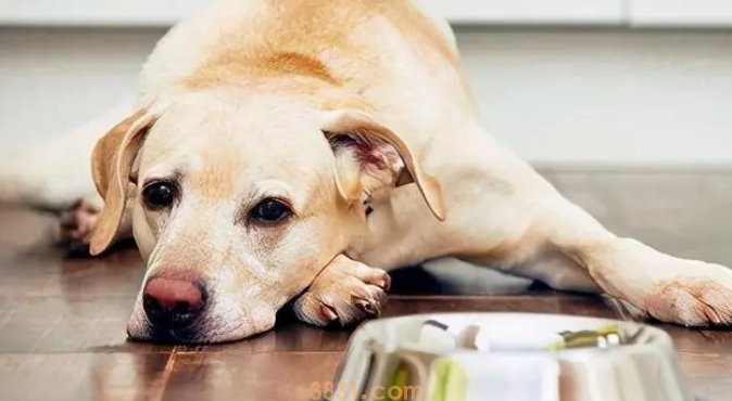 为防止狗狗发生意外事故,如何训练狗狗拒食?(图1)