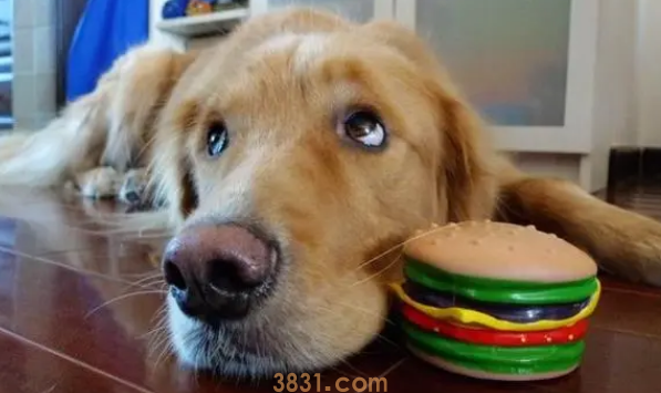 为防止狗狗发生意外事故,如何训练狗狗拒食?(图2)