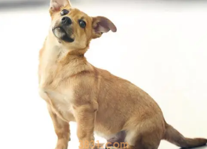 训练狗狗“静坐”的技巧?(图1)