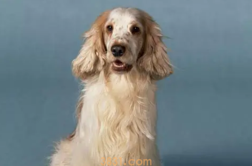 训练狗狗“静坐”的技巧?(图2)