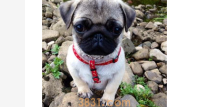 狗狗肛门红肿外翻怎么办?狗狗肛门外面肿起来了?(图1)