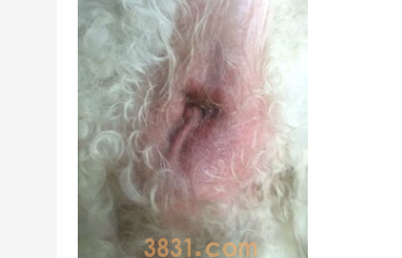 狗狗肛门红肿外翻怎么办?狗狗肛门外面肿起来了?(图2)