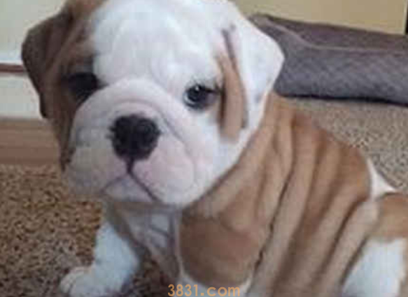 狗狗打了狂犬疫苗后发烧怎么办?来get下吧(图1)