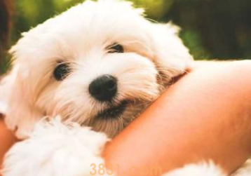 狗狗打了狂犬疫苗后发烧怎么办?来get下吧(图2)