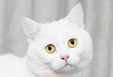 猫耳朵里面有耳螨怎么办?(图1)