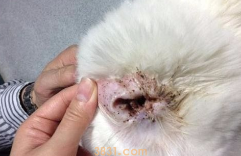 猫耳朵里面有耳螨怎么办?(图2)