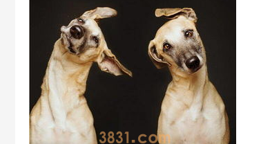 狗狗不吃饭只喝水怎么办?小狗狗不吃饭只喝水?(图1)