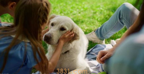 狗狗不吃饭只喝水怎么办?小狗狗不吃饭只喝水?(图2)